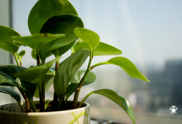 綠植除甲醛效果怎么樣